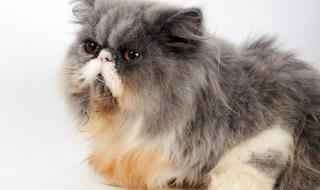 网上宠物医院咨询 网上宠物医院咨询