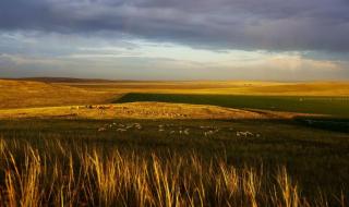 我的草原我的马 我的草原我的马